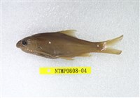 藏品(高身鏟頜魚)的圖片